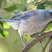 Mexican Jay Mexican Jay